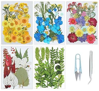 Natuurlijke gedroogde bloemen en bladeren voor kunst en ambacht, inclusief pincet en schaar