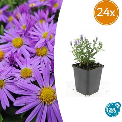 Tuinplantenshop.com | Aster (D) 'Prof. Anton Kippenberg' | 24 stuks - Ø9cm - 10-25cm hoog - Tuinplant