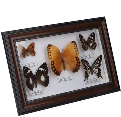 Dailygoods - Ingelijste Vlinder Taxidermie Decoratie met Zwart-Wit Frame