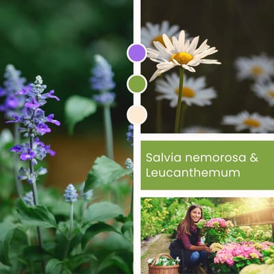 Planten Mix Salvia nemorosa & Leucanthemum - Vaste planten - Bijen-Vlinders - Snijbloemen - Zomerbollen - Voorjaarsbollen - Grassen/kruiden