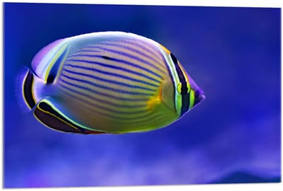 Acrylglas –Vissen in Aquariam (zwart/wit)– 120x80 (Wanddecoratie op Acrylglas)