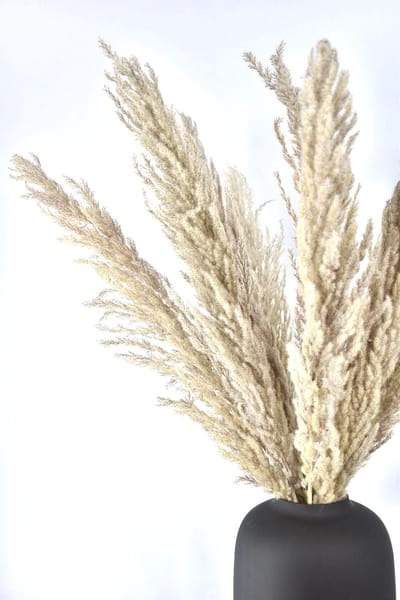 Pampas pluimen met Artic black vaas - 80cm - Droogbloemen pluimen - Natuurlijk Bloemen