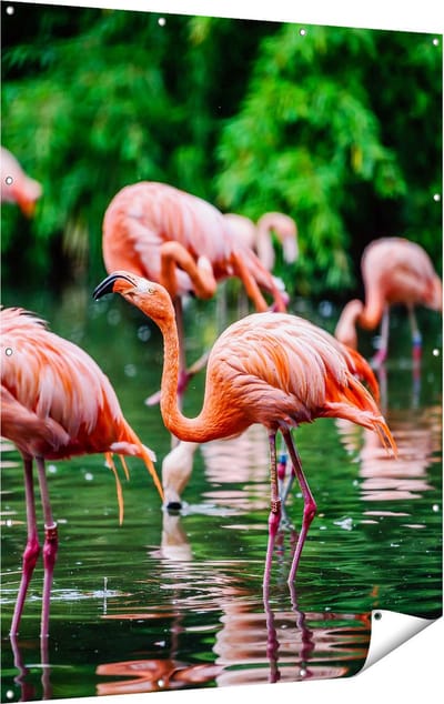 Gards Tuinposter Kudde Flamingo's in de Jungle in het Water - 120x160 cm - Tuindoek - Tuindecoratie - Wanddecoratie buiten - Tuinschilderij