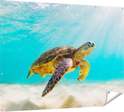 Gards Tuinposter Schildpad Zwemt in de Helder Blauwe Zee - 160x120 cm - Tuindoek - Tuindecoratie - Wanddecoratie buiten - Tuinschilderij