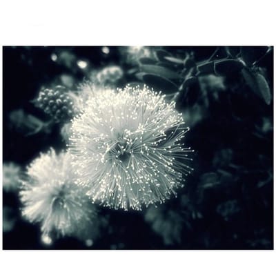 Diamond schilderij borduurpakketten zwart-wit paardenbloem bloem 5D mozaïek borduurwerk Home Decor 20X30CM gray