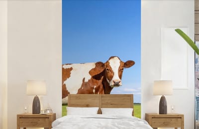 Behang - Fotobehang Koeien - Boerderij - Gras- Natuur - Dieren - Breedte 120 cm x hoogte 240 cm