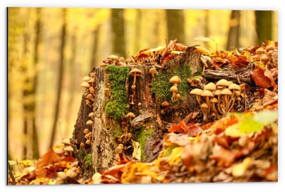 Dibond - Boomstronk Begroeid met Paddenstoelen en Mos - 60x40cm Foto op Aluminium (Met Ophangsysteem)