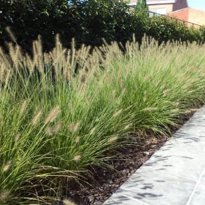 12x Pennisetum ‘Hameln’ – Lampenpoetsersgras – Najaarsbloeier – Siergras – P9 / 0,5L