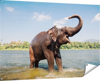 Gards Tuinposter Vrolijke Olifant in het Water - 150x100 cm - Tuindoek - Tuindecoratie - Wanddecoratie buiten - Tuinschilderij