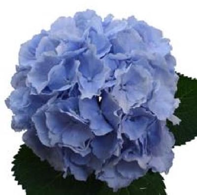 10x Hydr.verena blauw 60cm