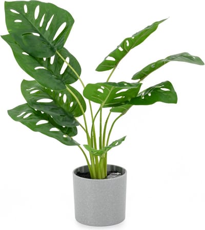 Monstera in pot