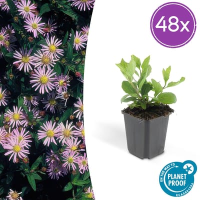 Tuinplantenshop.com | Aster ageratoides 'Asran' | 48 stuks - Ø9cm - 10-25cm hoog - Tuinplant