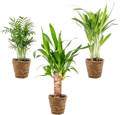 Bloomique - Set van 3 - Tropische Palmen Mix Incl. Zeegras Mand – Onderhoudsvriendelijk - 20-45 cm - Pot 12 cm - Hoogte 35-45 cm