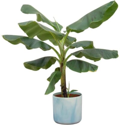 Combi deal - Bananenplant (Musa) inclusief Ocean Round atlantisch blauw Ø22 - 100 cm