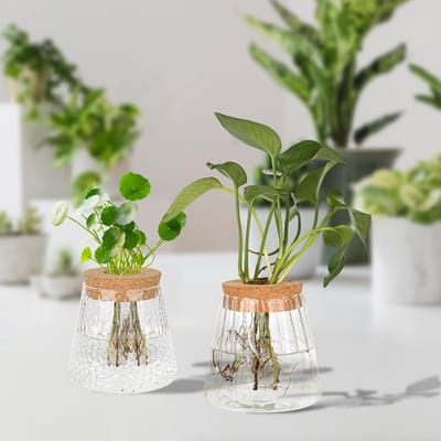 MELVRA Hydrocultuur Planten Terrarium - Set van 2 - Propagatiestation - Vintage Glazen Vaas - Kogelvaas op Houten Standaard - Tafeldecoratie - Binnentuin - Voor Stekjes & Kamerplanten