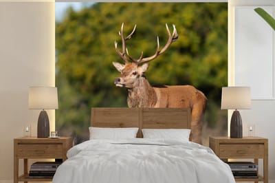 Behang - Fotobehang Dieren - Hert - Gewei - Bosdieren - Natuur - Breedte 350 cm x hoogte 350 cm