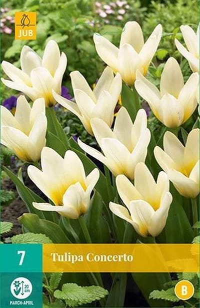 JUB - Tulipa Concerto, 5 bloembollen