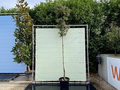Steeneik - Quercus Ilex - Winterhard - Pot ⌀ 32cm - Hoogte  ca. 300cm