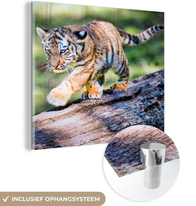 MuchoWow® Glasschilderij 50x50 cm - Schilderij acrylglas - Tijger - Welp - Boom - Foto op glas - Schilderijen