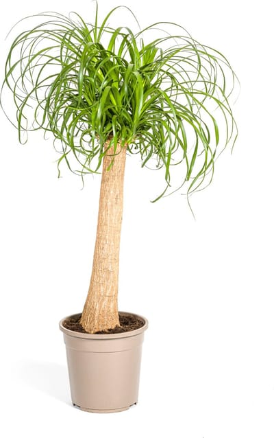 Plantenboetiek.nl | Beaucarnea Recurvata Stam - Ø24cm - 80-100cm hoog - Kamerplant - Groenblijvend