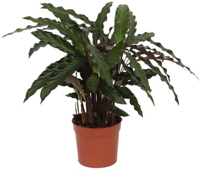 Calathea Elgergrass - 40 cm - Ø12cm