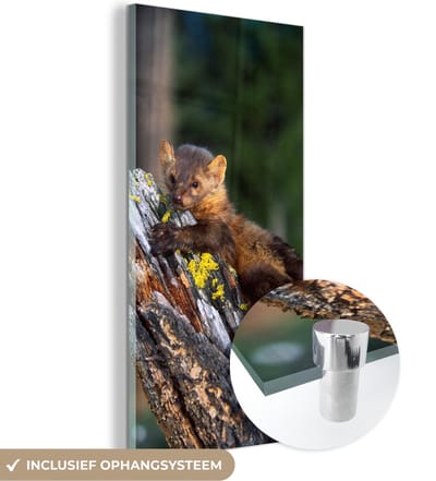 MuchoWow® Glasschilderij 20x40 cm - Schilderij acrylglas - Marter - Boom - Bos - Foto op glas - Schilderijen