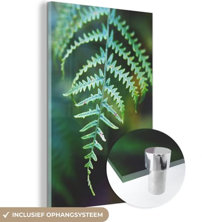 ® Glasschilderij 120x180 cm - Schilderij acrylglas - Een tak van een adelaarsvaren - Foto op glas - Muurdecoratie woonkamer - Wanddecoratie slaapkamer - Schilderijen