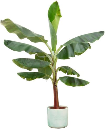 Combi deal - Bananenplant (Musa) inclusief Ocean Round pacifisch groen Ø22 - 120 cm