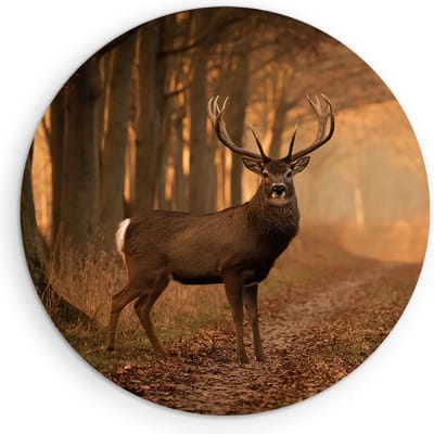 Saammp Muurcirkel Hout - Hert bij een bospad - Natuur - Dieren - Ø 90 - Wandcirkel - Wanddecoratie Cirkel - Muurdecoratie Woonkamer - Slaapkamer decoratie - Rond Schilderij