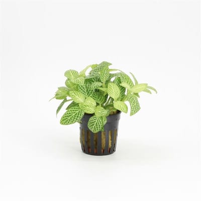 Moerings Fittonia Wit in 5 cm pot
