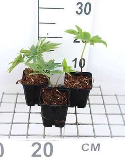 6x Stinkend nieskruid - Helleborus purpurascens | 9x9 cm pot
