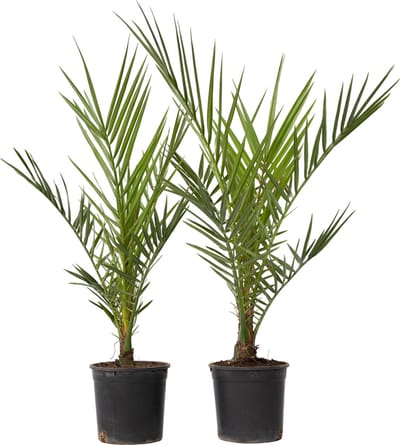 Plant in a Box - Phoenix Canariensis - Set van 2 - Canarische Dadelpalm - Pot 15cm - Hoogte 50-60cm