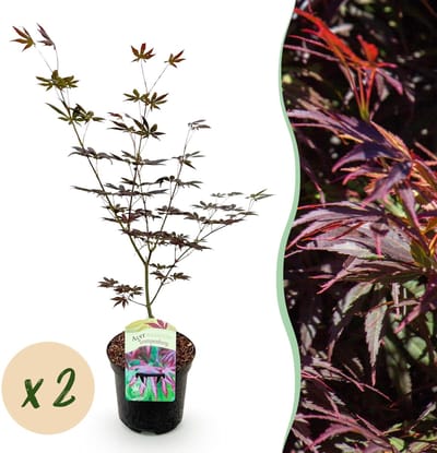 Green boutiQ - Terrasplant - Japanse Esdoorn - Acer palmatum Trompenburg -Donker Paars - 2 Planten - Bladverliezend - Pot 19cm Hoogte 70cm