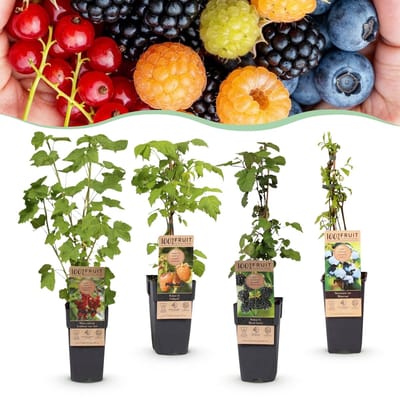 Green boutiQ - Fruitplant - Ribes -Rubes-Vaccinium Mix - Rainbow - Winterhard - Rode Bes - Zwarte Braam - Gele Framboos - Blauwe Bes - 4 Planten - Pot 15cm - Hoogte 50cm