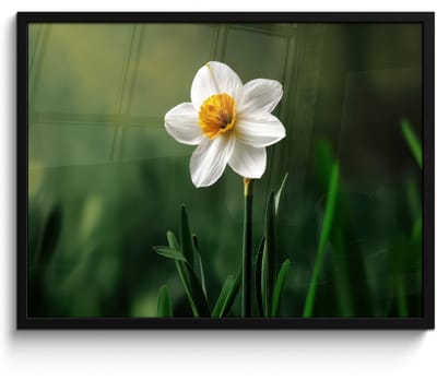 Poster in lijst - Fotolijst 70x50 cm - Posters - Narcis - Bloem - Wit - Grassprieten - Posterlijst zwart - Decoratie - Wanddecoratie woonkamer - Muurdecoratie slaapkamer