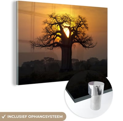 ® Glasschilderij 180x120 cm - Schilderij acrylglas - De zon komt op tussen de verschillende takken van de Afrikaanse baobab of Adansonia digitata - Foto op glas - Muurdecoratie woonkamer - Wanddecoratie slaapkamer - Schilderijen
