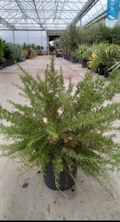 Grevillea juniperina - Grevillea 50- 60 cm in pot