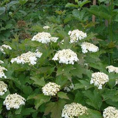 Viburnum Opulus 'Compactum' - Gelderse Roos - 25-30 cm in pot: Compacte Gelderse roos met witte bloemen en rode bessen.
