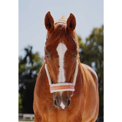 Bont halster voor paard JD Attack Halter Superstar