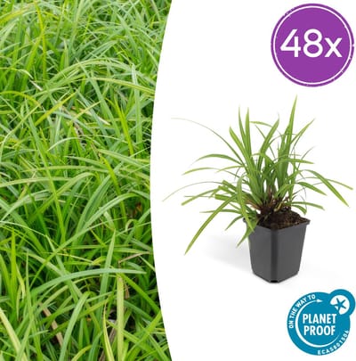 Tuinplantenshop.com | Carex morrowii 'Irish Green' | 48 stuks - Ø9cm - 10-25cm hoog - Tuinplant