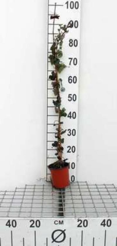 Hedera helix - Gewone Klimop80-100 cm | pot