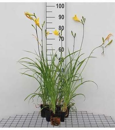 6x Daglelie - Hemerocallis citrina | 9x9 cm pot
