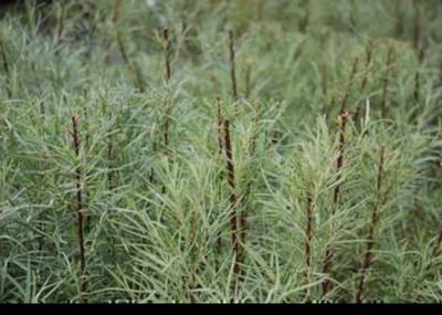 2 x Salix el. 'Angustifolia' ('rosmarinifolia') - Rozemarijnwilg, Grijze Wilg 30- 40 cm in pot