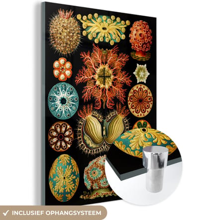 MuchoWow® Glasschilderij 30x40 cm - Schilderij acrylglas - Vintage - Ernst Haeckel - Zeedier - Natuur - Zee - Kunst - Foto op glas - Schilderijen