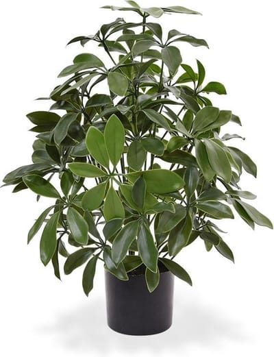 Schefflera kunstplant 50cm - UV bestendig