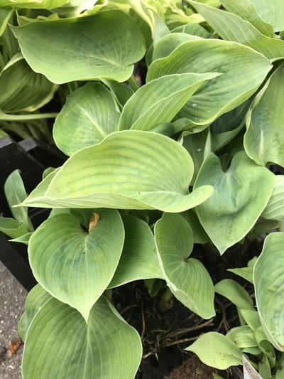 6 x Hosta 'Hadspen Blue' (Klein) - Hartlelie - P9 Pot (9 x 9cm) - Dima Vaste Planten