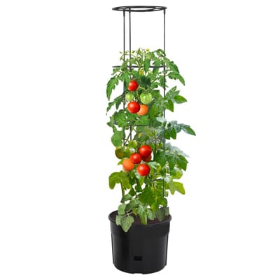 vidaXL - Tomatenkweekpot - ø39x150 - cm - polypropeen - antracietkleurig