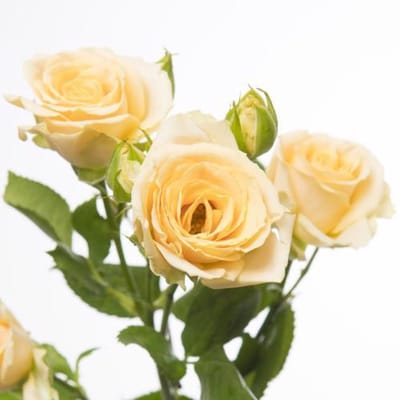 10x Rosa tr. salinero 60cm