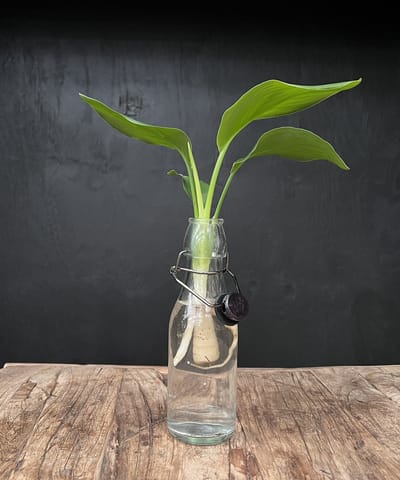 Lofe Ann transparant | Hydroponie | Zwarte dop en Strelitzia stek