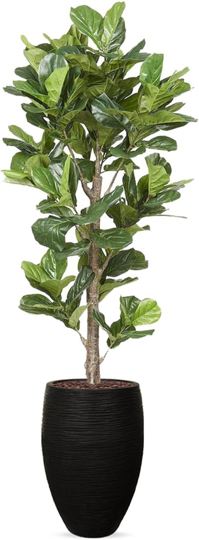 Kunstplant Ficus Lyrata in vaas elegant Rib zwart H240 cm